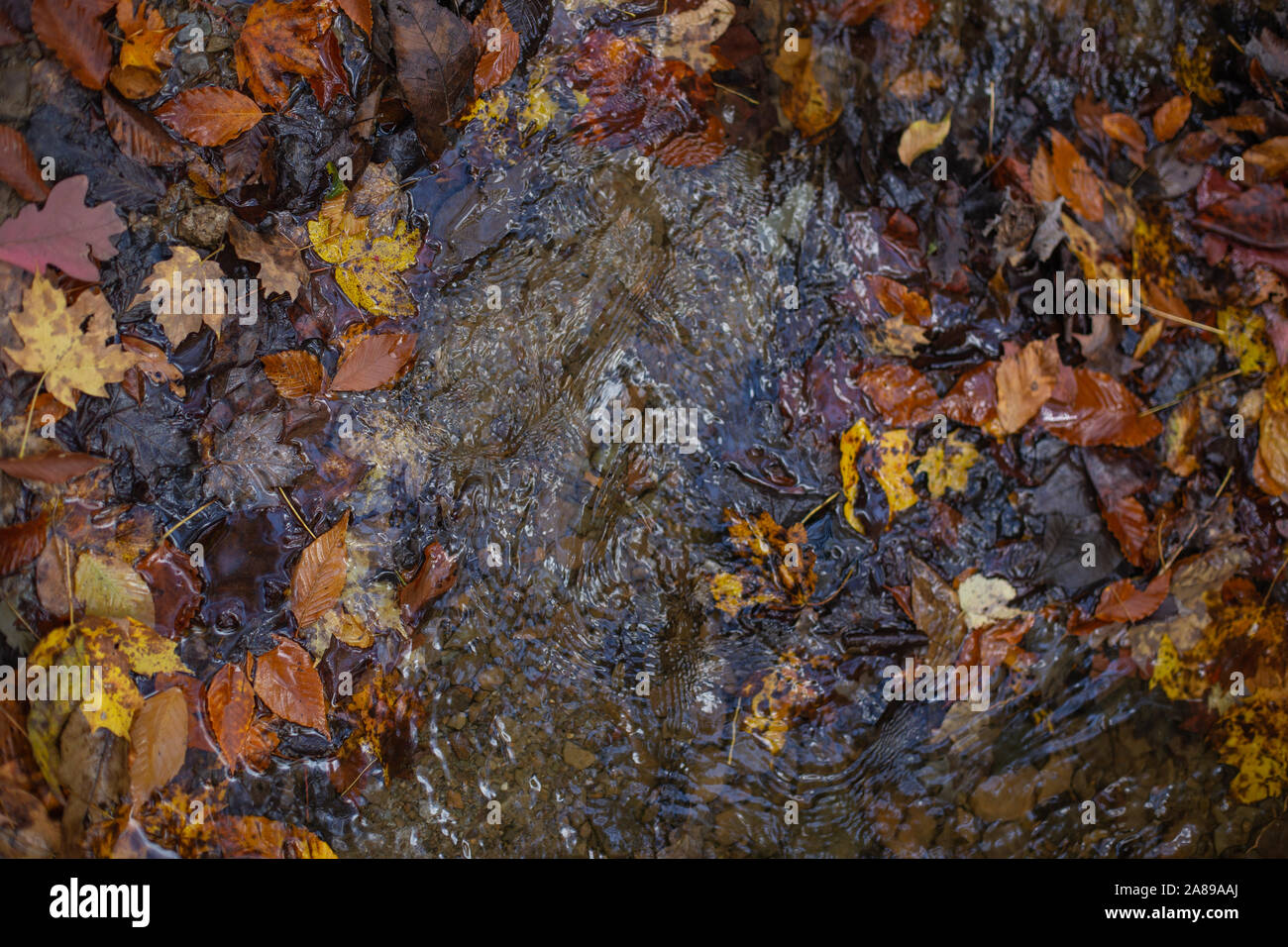 Autunno sfondo giallo e arancio foglie in acqua dalla vista superiore reale natura immagine Foto Stock