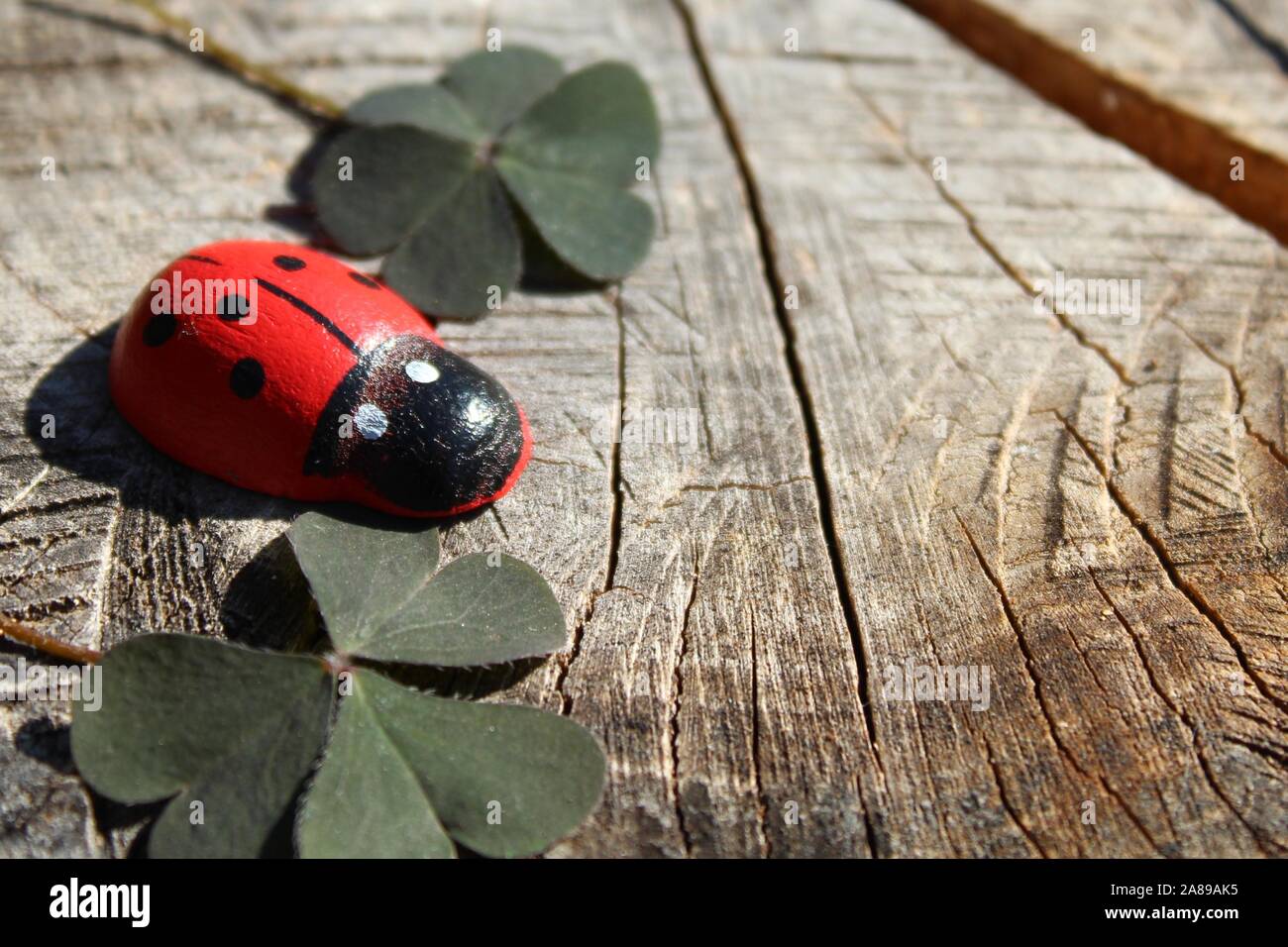 La foto mostra una coccinella sul terreno in legno Foto Stock