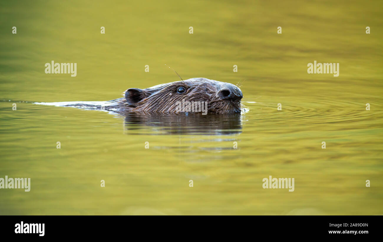 Eurasian beaver nuoto nella piscina con il flusso del fiume Foto Stock