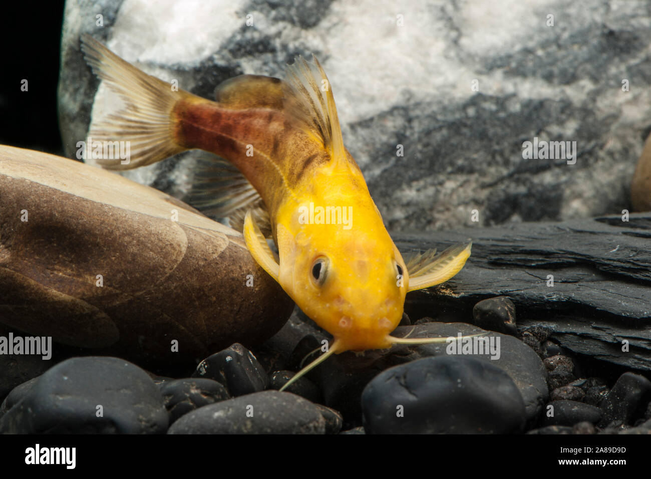 Synodontis nigrita oro,Rueckenschwimmer Kongowels,Nigerian capovolto catfish Foto Stock
