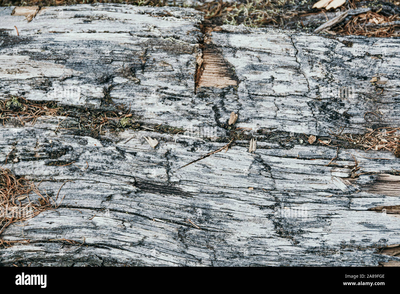 Il vecchio albero secco tronco senza corteccia. Legno Vintage come sfondo Foto Stock