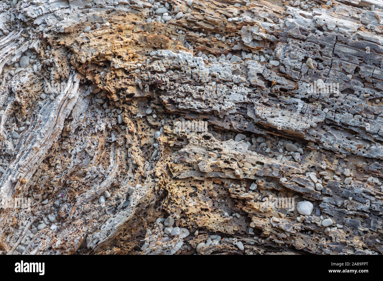 La morte parte del vecchio albero - dettaglio. Foto Stock