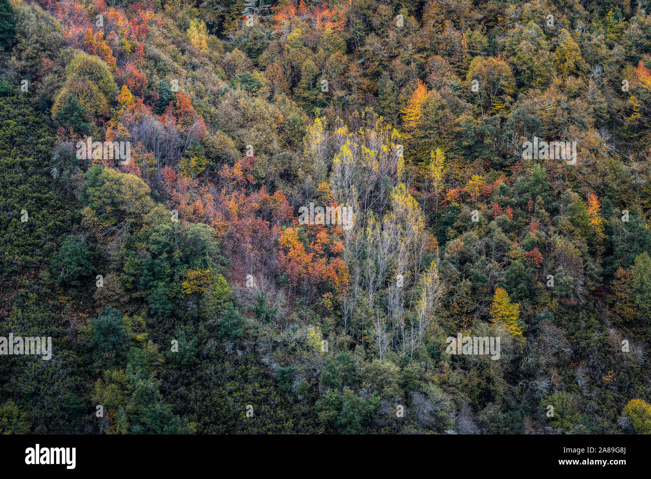 Visualizzazione della caduta i colori della foresta all'estero la varietà di albero di un pendio montano in Galizia Ancares Mountain Range Foto Stock