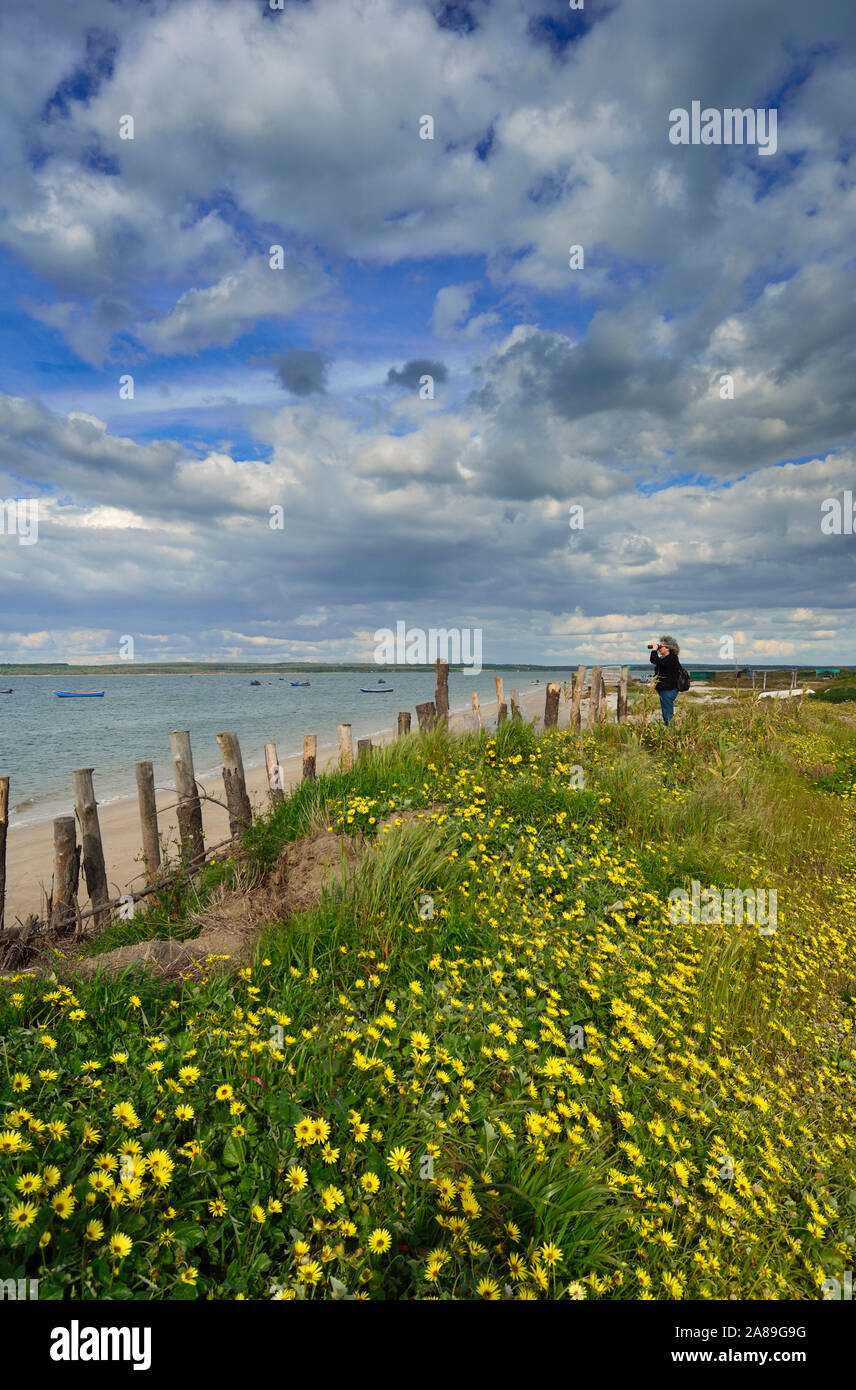 Birdwatching sulle rive del fiume Sado. Alcácer do Sal, Portogallo Foto Stock