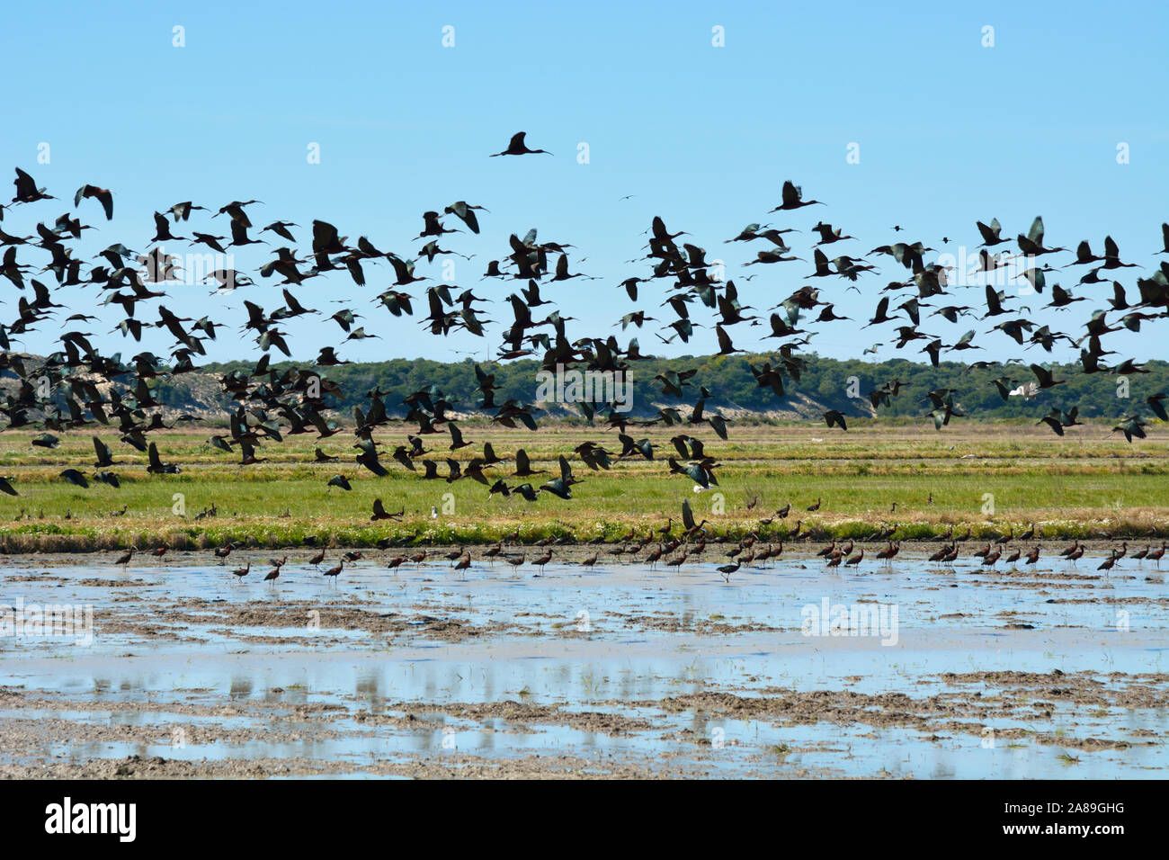Un grande gregge di ibis lucido (Plegadis falcinellus), Ibis preto, sorvolando un campo di riso all'estuario del Sado Riserva Naturale. Comporta, Portogallo Foto Stock