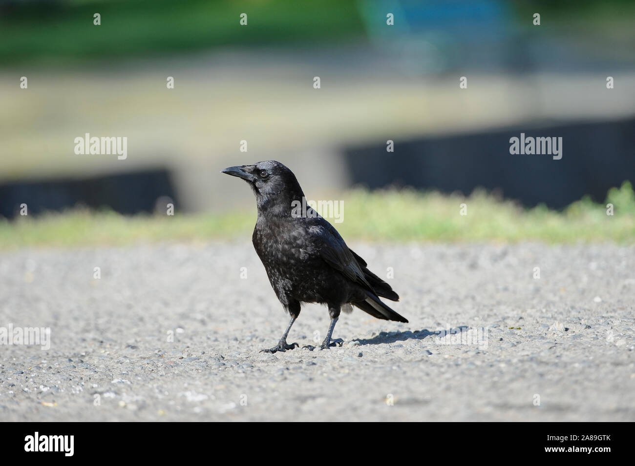 Northwestern Crow (Corvus caurinus), Chemainus , British Columbia, Canada Foto Stock