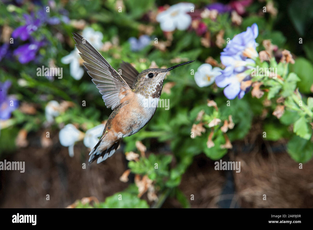 Femmina Rufous Hummingbird (Selasphorus rufus) alimentando ad un fiore Foto Stock