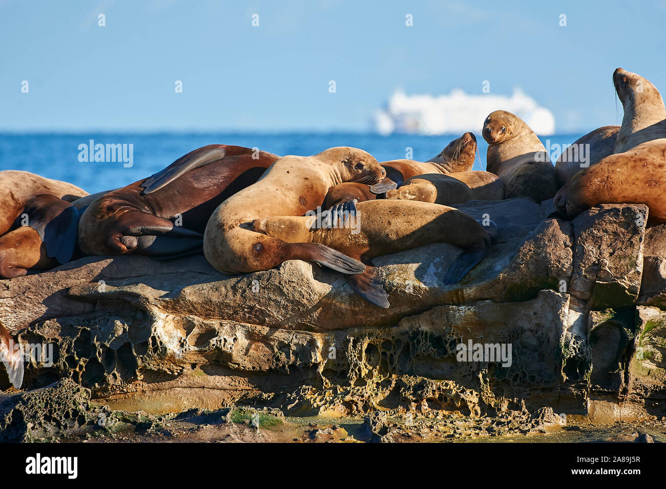 Steller Sea Lion (Eumetopias jubatus) noto anche come il Mare del Nord di Lion e di Steller's Sea Lion su rocce vicino Valdes risultae, British Columbia, Canada Foto Stock