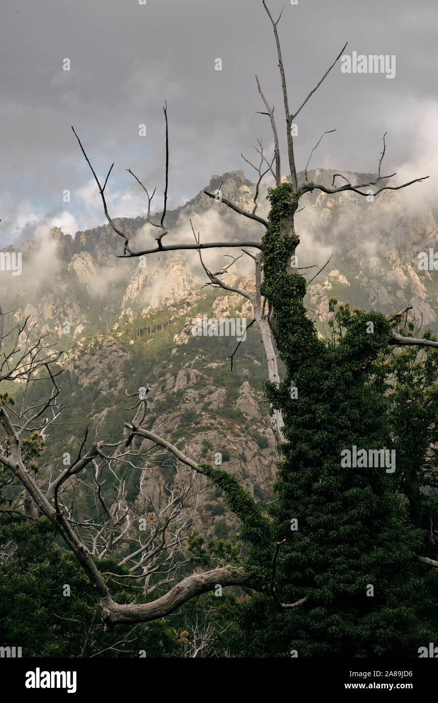 Gli alberi morti in una bassa nube paesaggio di montagna Foto Stock