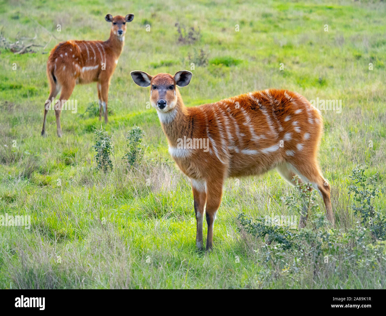 Sitatunga femmina o marshbuck Tragelaphus spekii Foto Stock