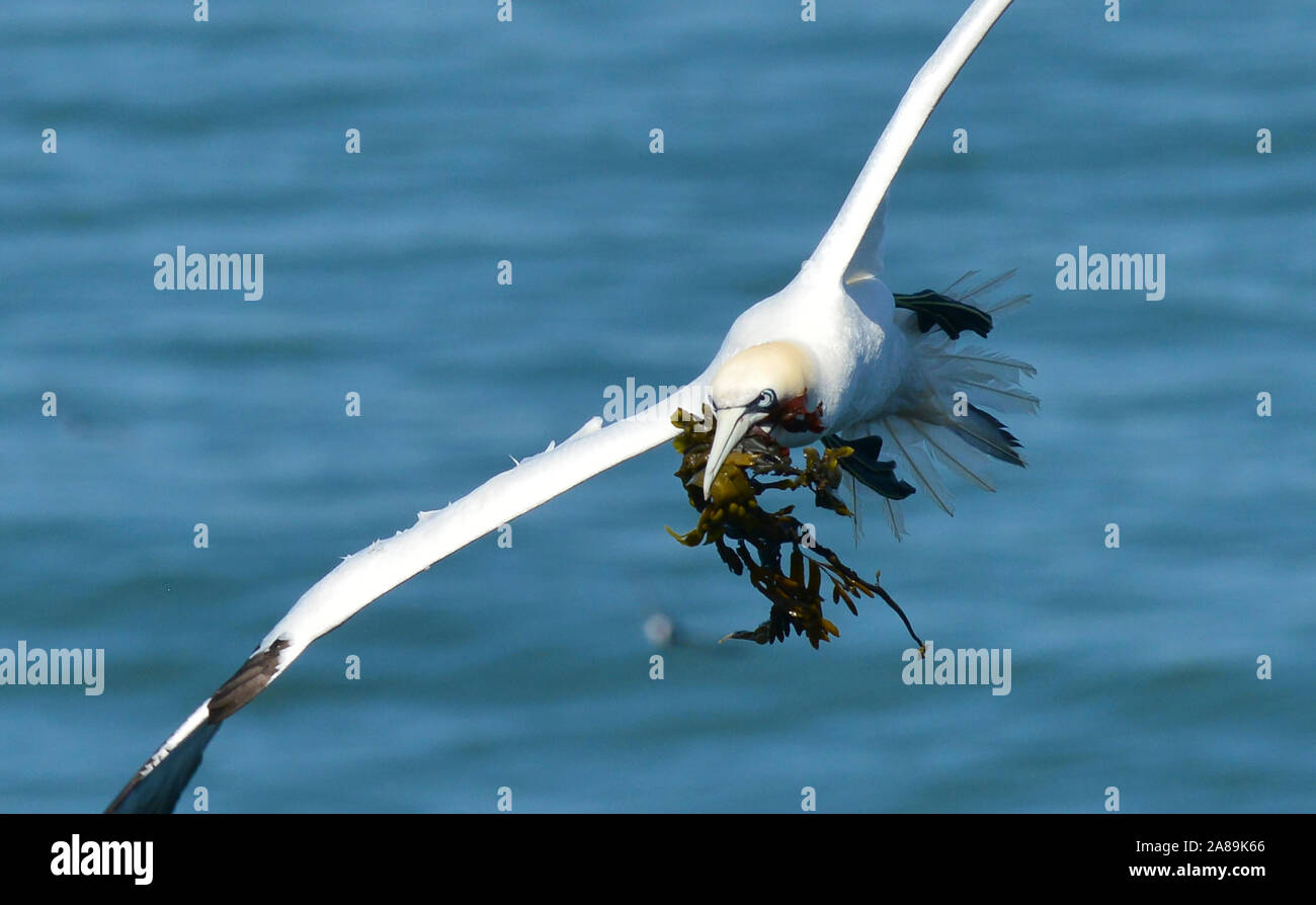 Nido costruzione Gannet Foto Stock