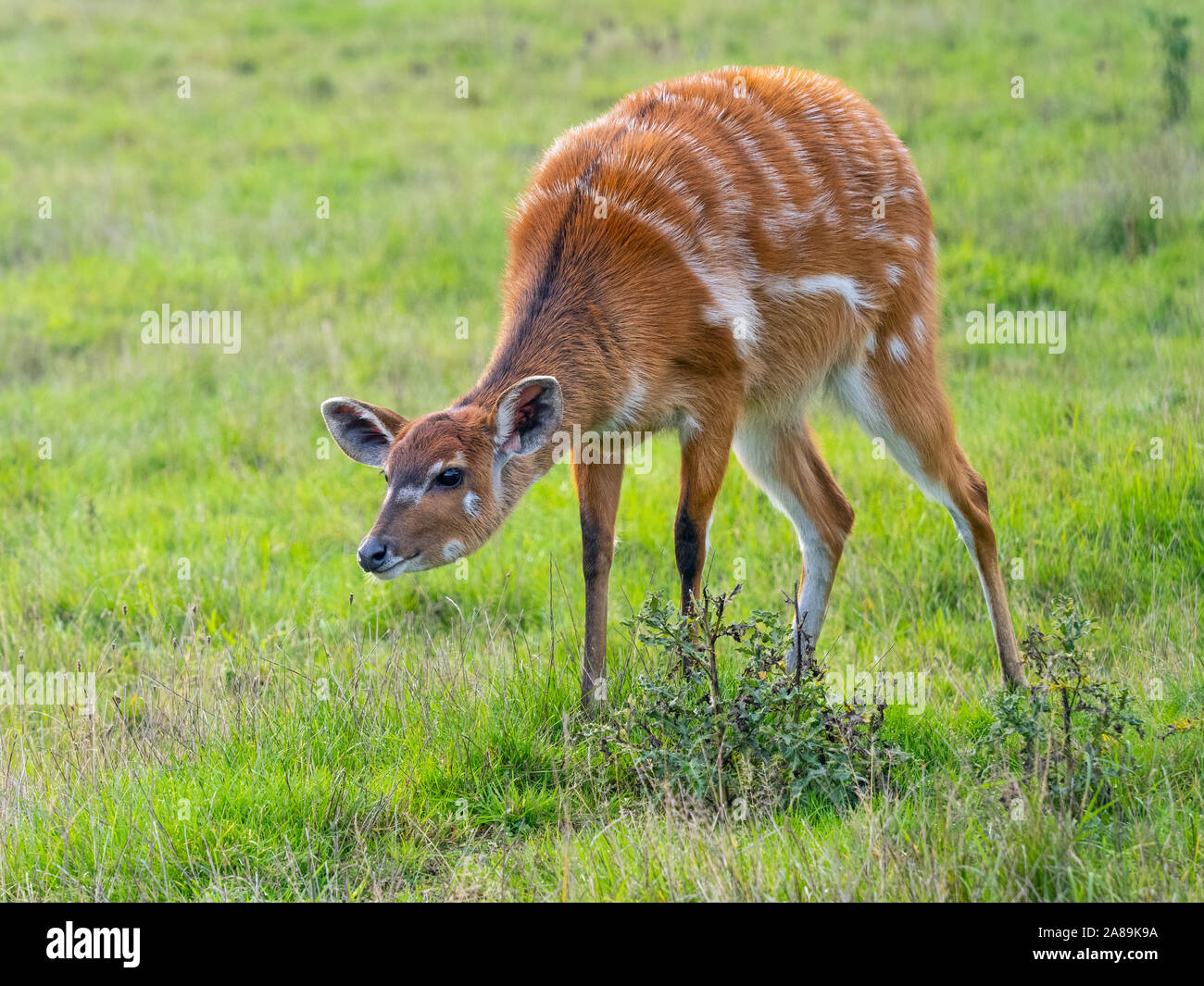 Sitatunga femmina o marshbuck Tragelaphus spekii Foto Stock