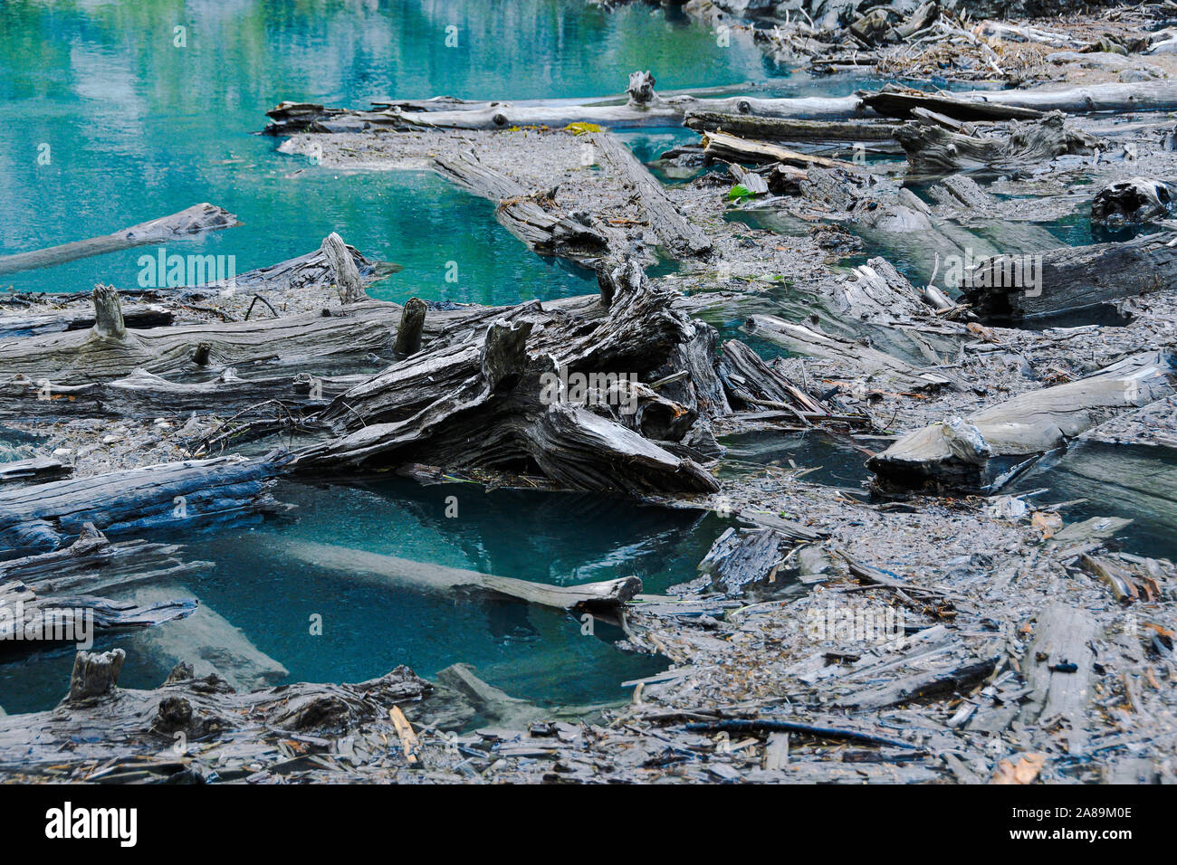 Jam di vecchi alberi sul fiume. L'acqua della diga di linee e di inquinamento della natura Foto Stock