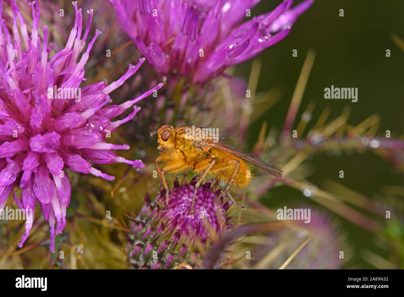 Sterco giallo Fly (Scathophagidae stercoraria) a riposo sul fiore di cardo, isole Shetland, Regno Unito, Luglio Foto Stock