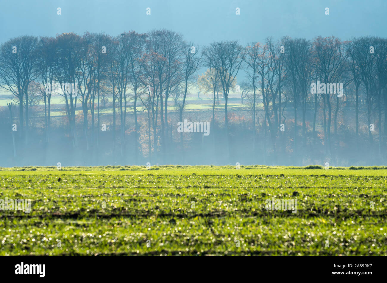 Campo agricolo, Oberweser, Superiore Valle Weser, Weser Uplands, Weserbergland, Hesse, Germania Foto Stock