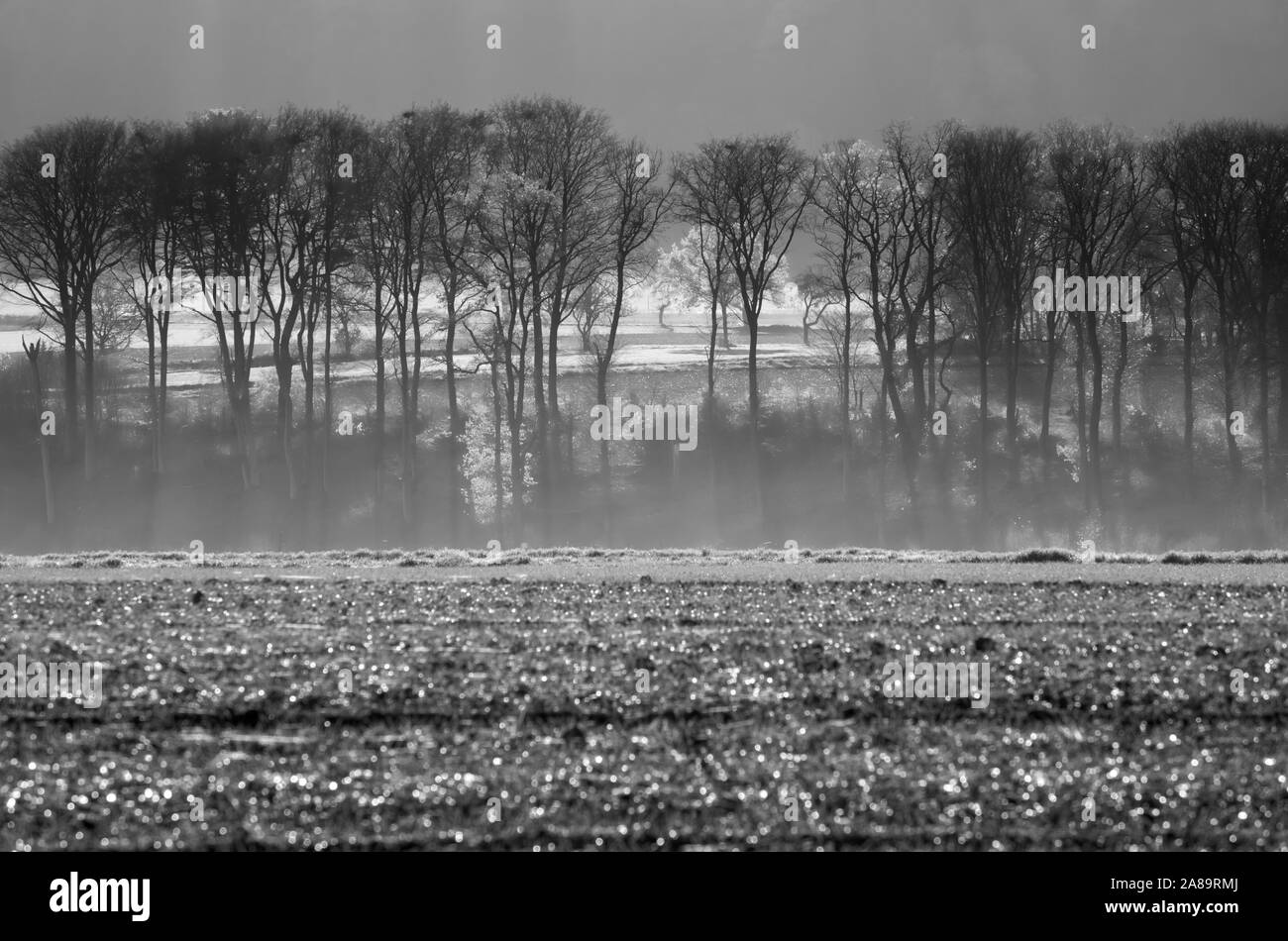 Campo agricolo, Oberweser, Superiore Valle Weser, Weser Uplands, Weserbergland, Hesse, Germania Foto Stock