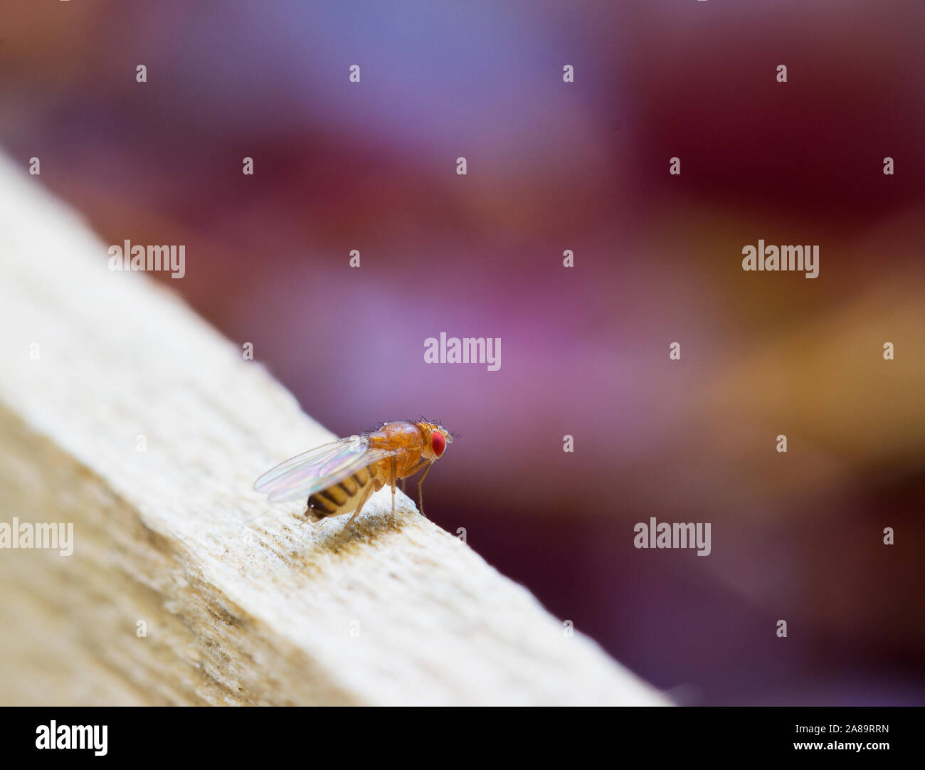 Mosca della frutta Drosophila insetto Foto Stock