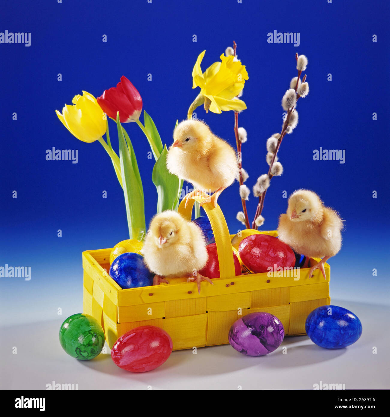 Junge Hühner, Küken, drei, Studioaufnahme, Symbolfoto, Ostern, Osterkorb, Dekoration Foto Stock