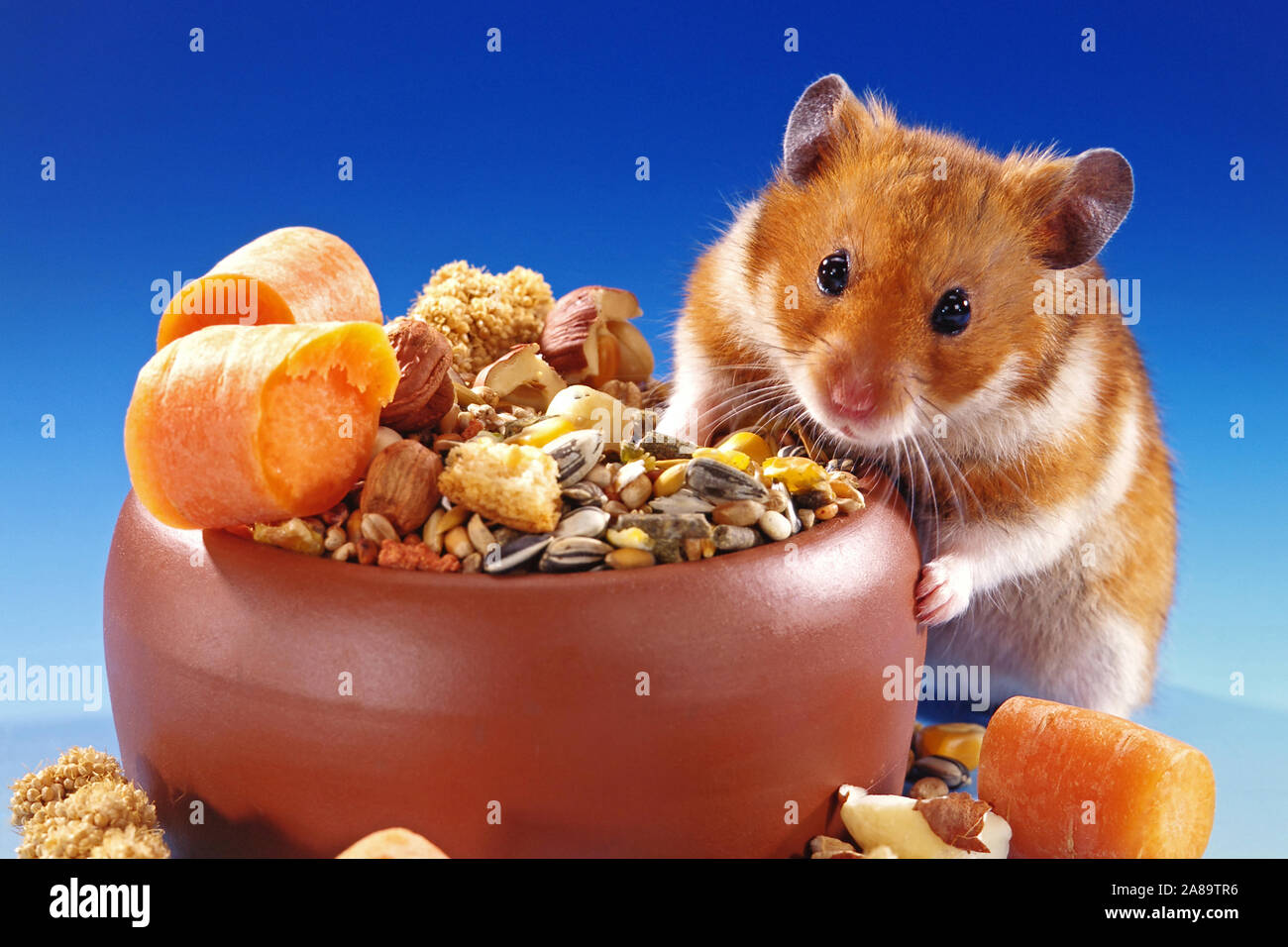 Frisst Goldhamster typisches Futter für Nager Foto Stock