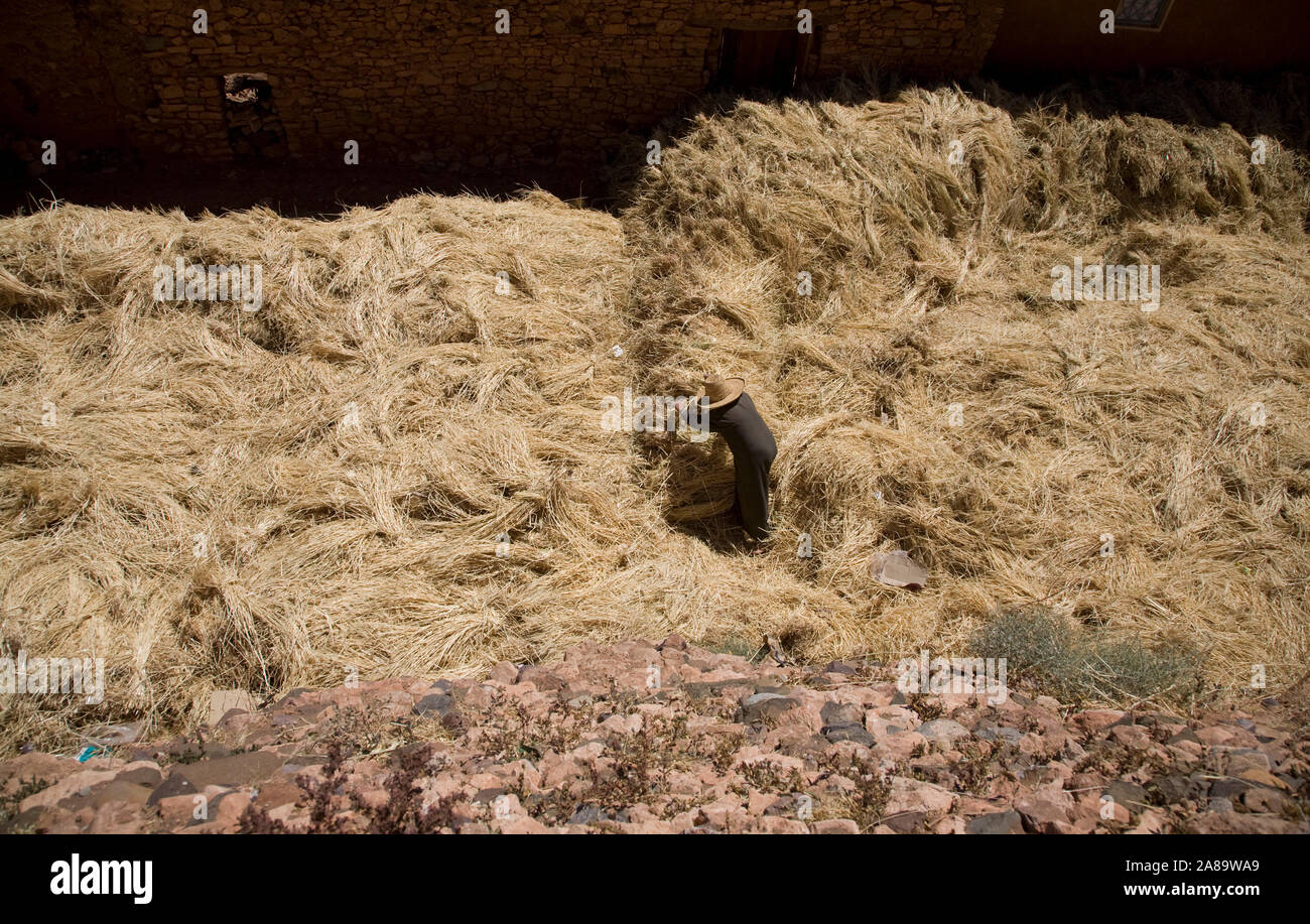 Un agricoltore di pile raccolto frumento nella valle città di Tisselday, Marocco nelle montagne a sud di Marrakech. Foto Stock