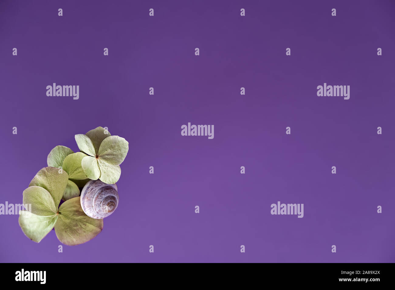Vuoto Shell lumaca e petali di ortensie su sfondo lilla Foto Stock