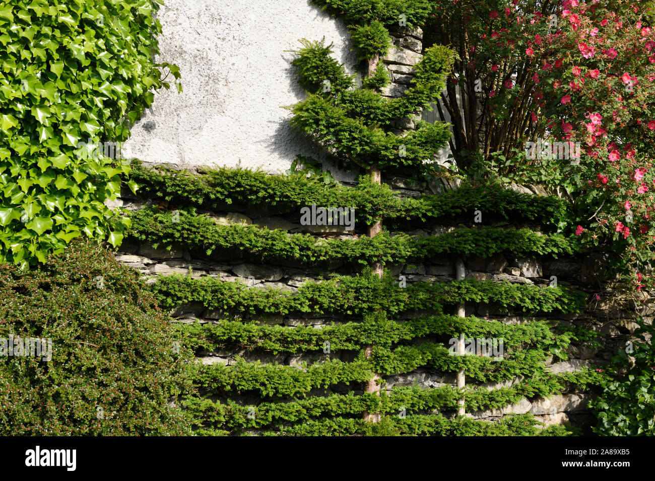 Espaliered Yew sul muro di casa con ivy cotoneaster e rosa rampicante in Troutbeck Lake District Inghilterra Foto Stock