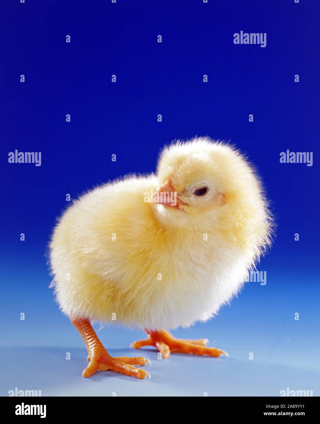 Junges Huhn, Küken, Studioaufnahme, Symbolfoto, Ostern, Foto Stock