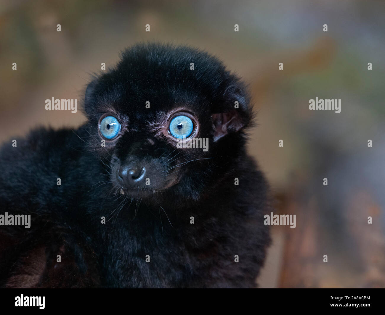 Blu maschio-eyed lemure nero il Eulemur flavifrons noto anche come Sclater lemure dell Foto Stock