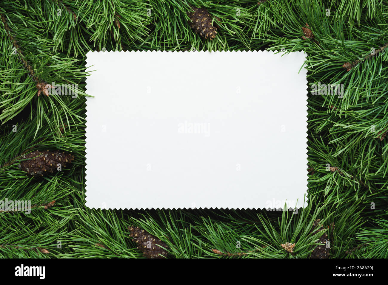Telaio di Natale verde con rami di abete e di un foglio di carta bianco. Copia spazio per il testo Foto Stock