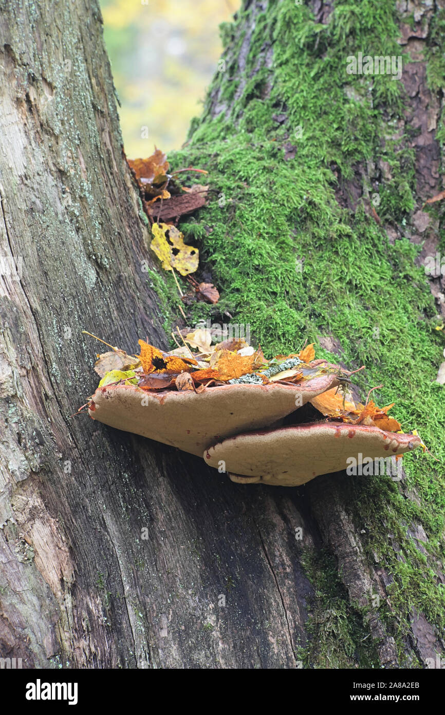 Fistulina hepatica, noto come bistecca di manzo fungo, bistecca di manzo polypore, ox linguettone o linguettone fungo cresce su oak in Finlandia Foto Stock