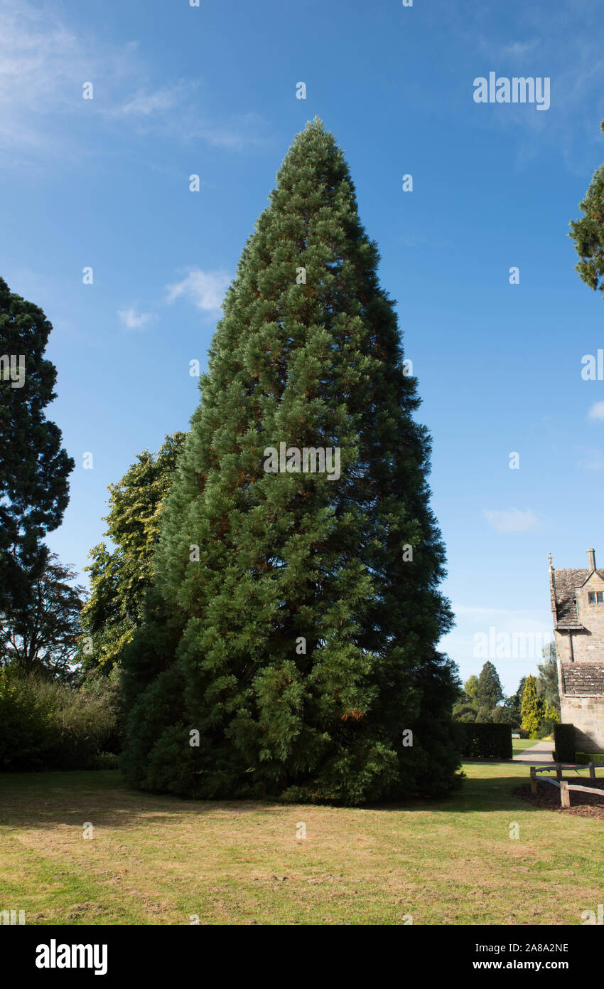 Sequoia gigante, Sequoia gigante, Sierra Redwood, Wellingtonia, Big Tree (Sequoiadendron giganteum) in un parco Foto Stock