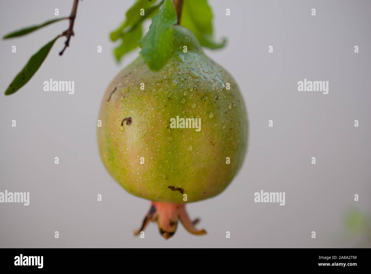 Melograno appeso sul ramo Foto Stock