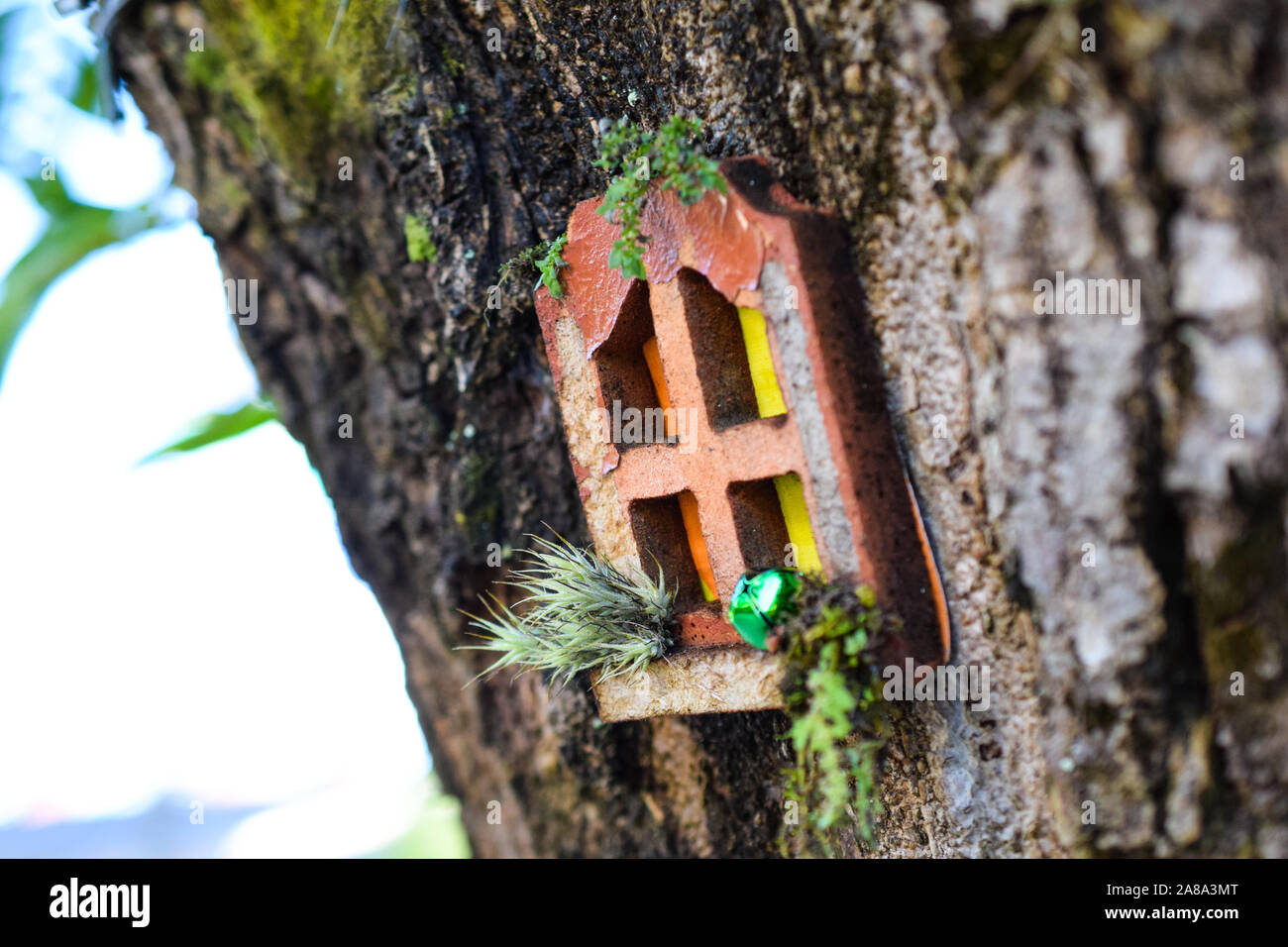 Finestra di piccole dimensioni nella struttura ad albero Foto Stock