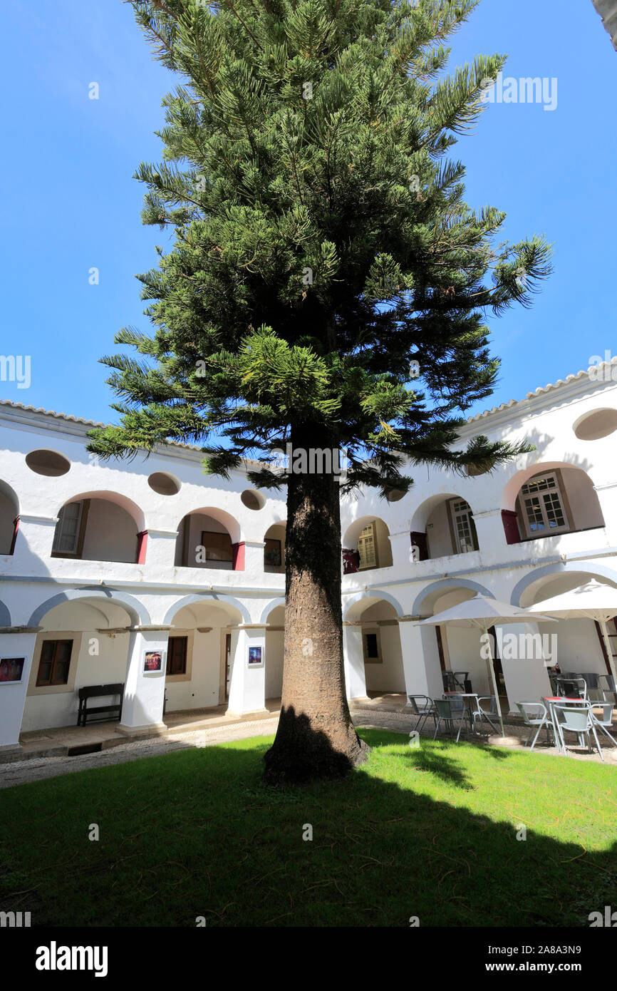 Vista estiva del Convento do Espirito Santo e del torreggiante Norfolk Pino, Loule town, Algarve, Portogallo, Europa Foto Stock