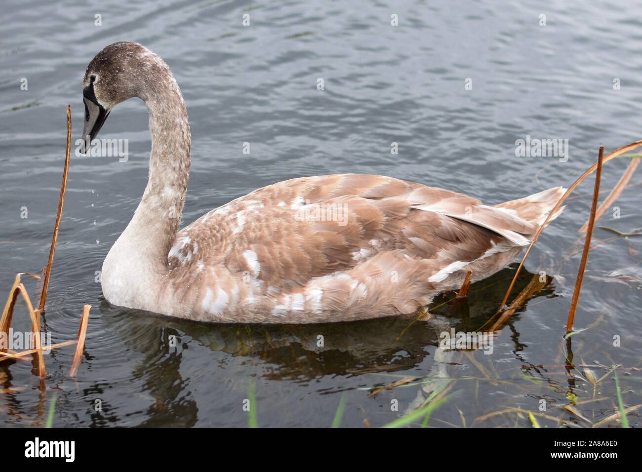 Baby swan, cygnet, nuoto sul fiume con la riflessione Foto Stock