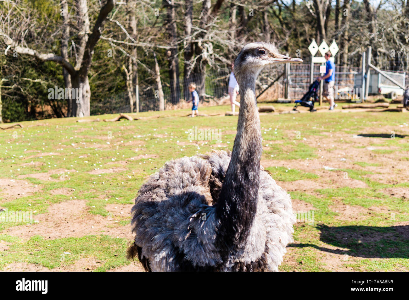 Maggiore Rhea,Rhea americana at Woburn Safari Park Foto Stock