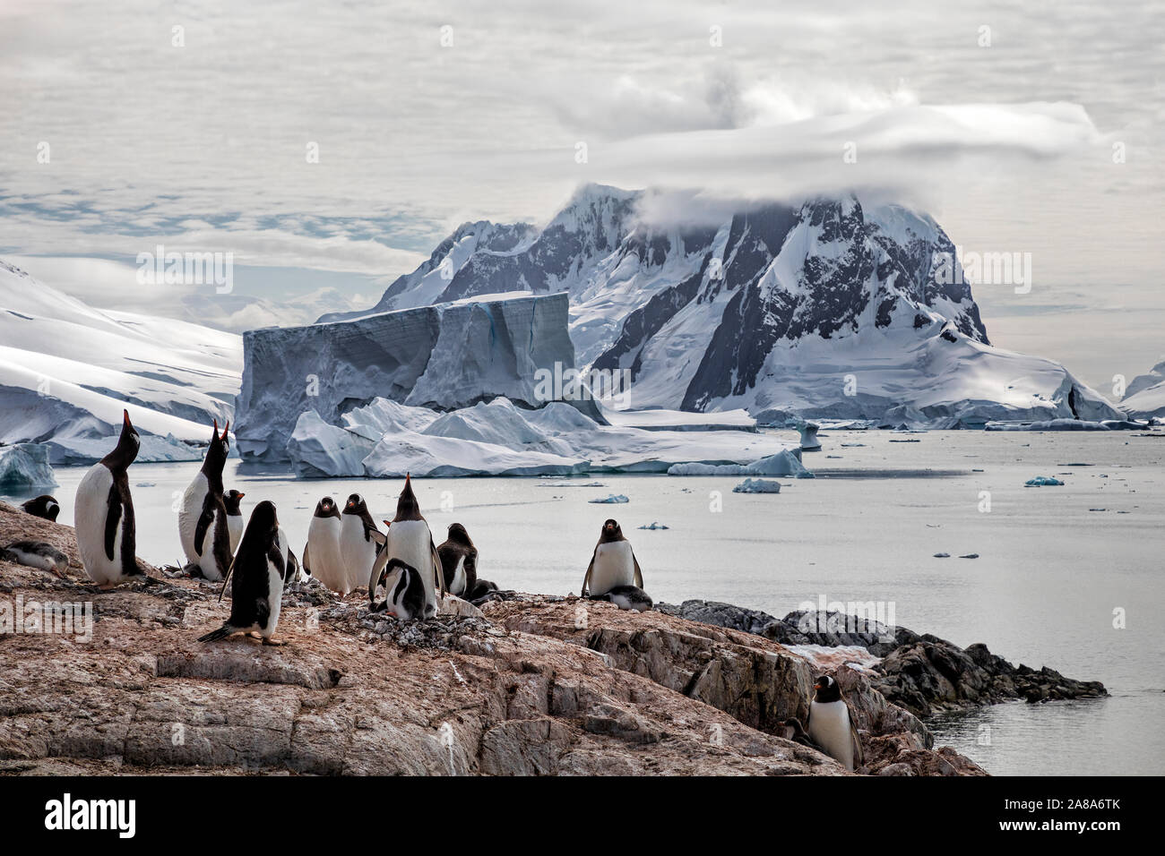 Gentoo colonia di pinguini su un affioramento roccioso sulla Petermann Island con un grande iceberg e sfondo di montagne lungo la penisola antartica. Foto Stock