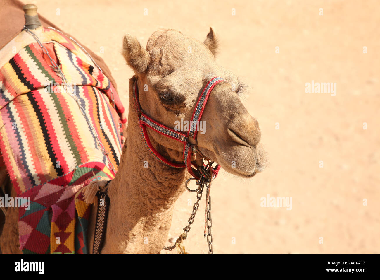 Testa di cammello e parte superiore del corpo, con una striata tradional coperta & deserto dietro, Petra, Giordania. Foto Stock