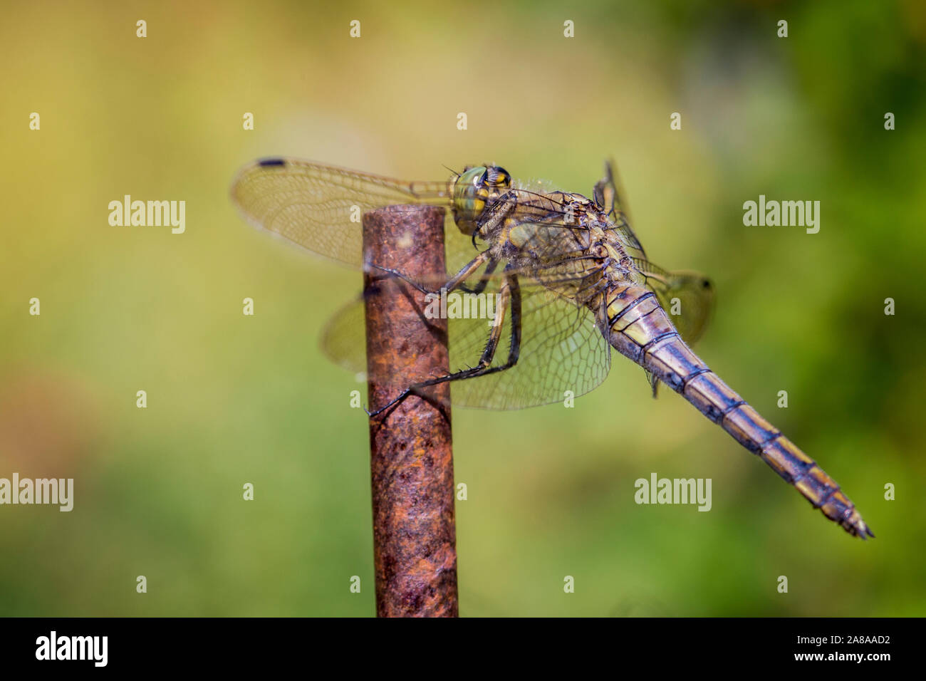 Big green dragonfly seduto su un bastone Foto Stock