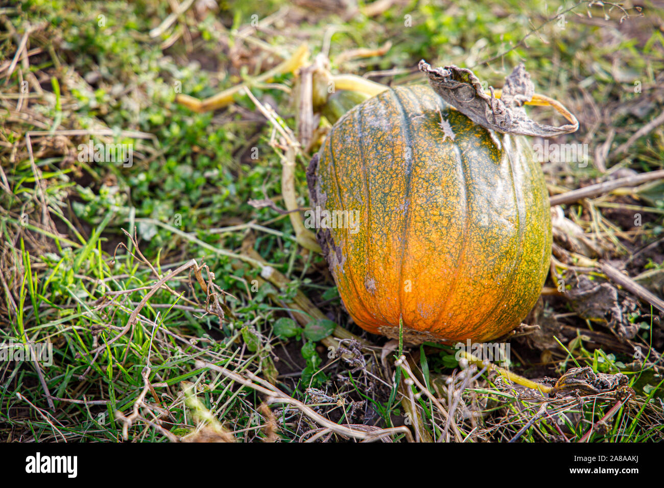 Zucca a terra in una fattoria di zucca Foto Stock