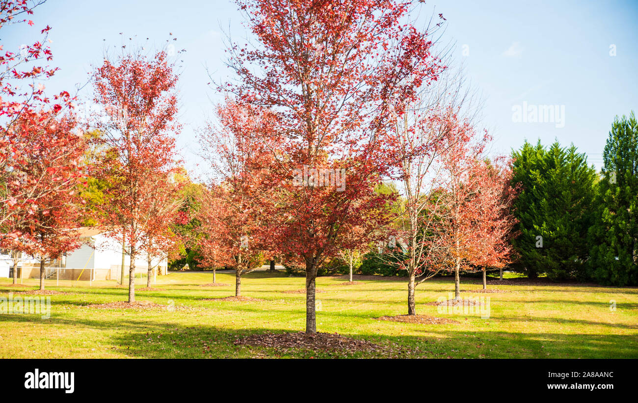 Colori autunnali intorno Tega Cay e Fort Mill SC Foto Stock