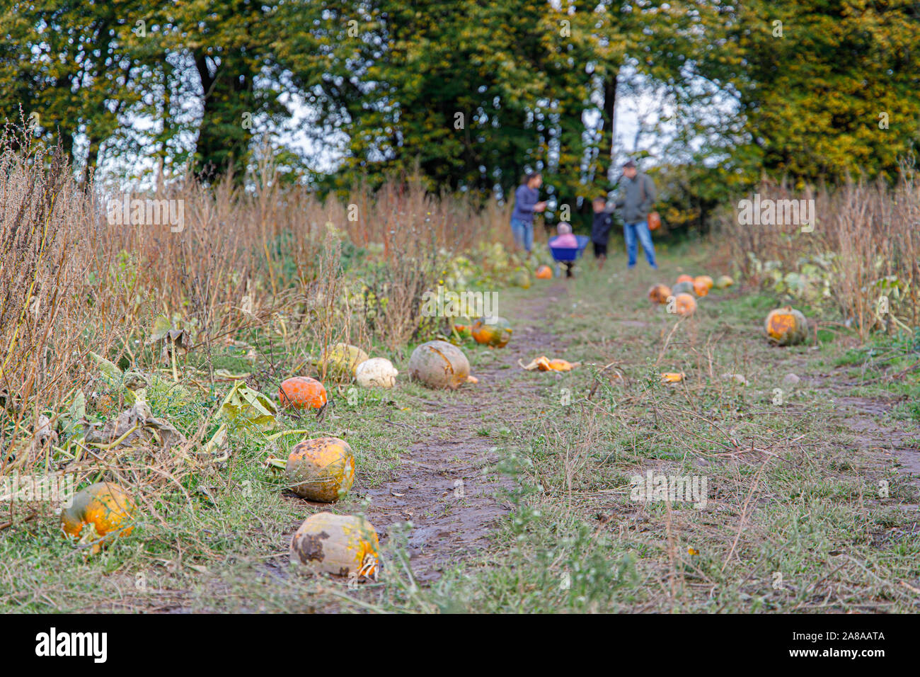 Zucche a terra in una fattoria di zucca Foto Stock