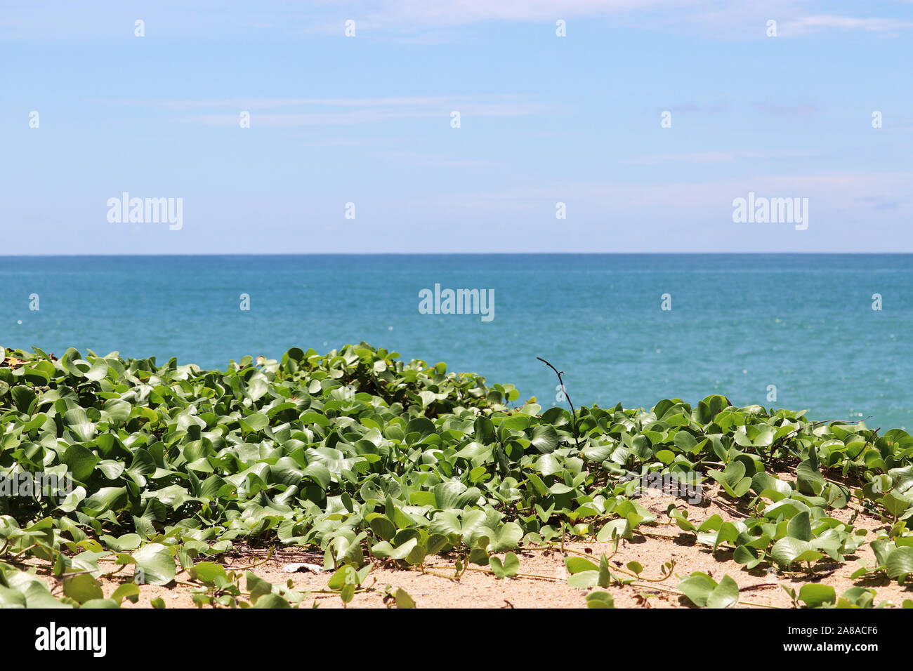 Tropical Beach, vista verso il blu del mare e del cielo attraverso piante verdi, il fuoco selettivo. Sfondo con copia libera spazio per viaggi e vacanze Foto Stock