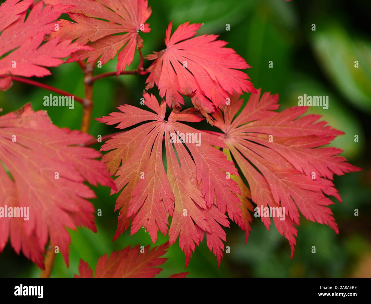 Foglie rosse di acer japonicum aconitifolium nella stagione autunnale Foto Stock