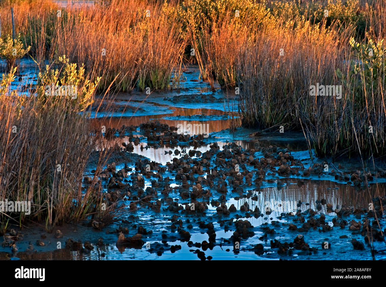 Il sole tramonta lungo la Louisiana Highway 1 il 6 marzo 2011 in Grand Isle, Louisiana. L'isola fu pesantemente influenzato dalla BP fuoriuscite di olio. Foto Stock