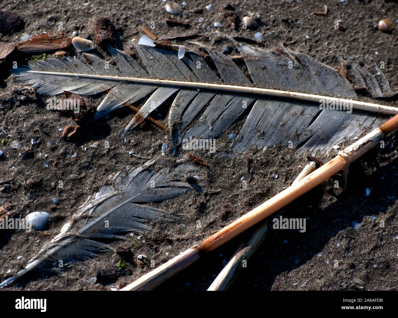 Le penne degli uccelli si trovano sulla spiaggia nel mezzo di altri detriti Marzo 6, 2011 in Grand Isle, Louisiana. L'isola fu pesantemente influenzato dalla BP fuoriuscite di olio. Foto Stock