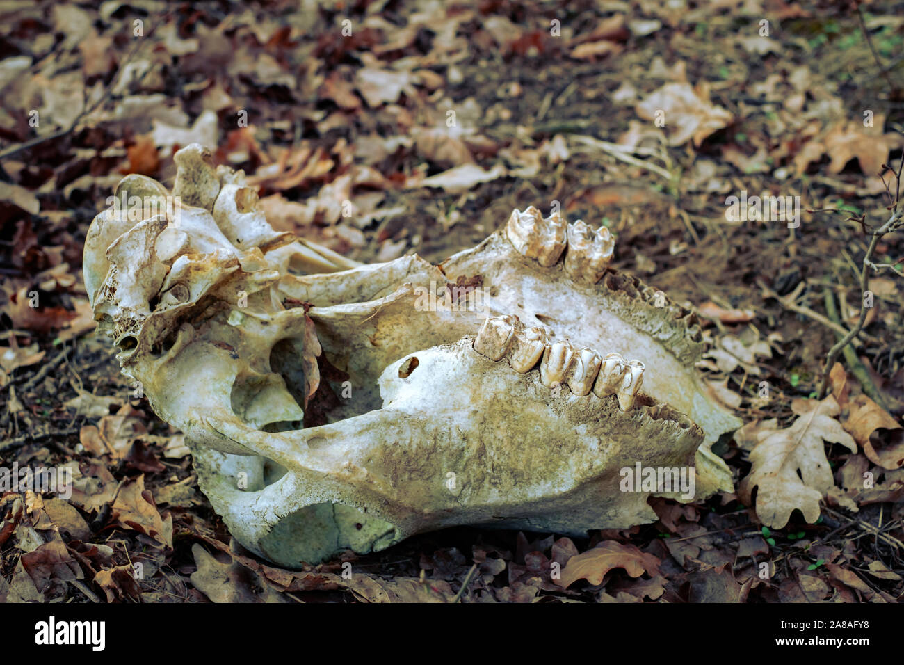 Cranio animale nella foresta di autunno Foto Stock