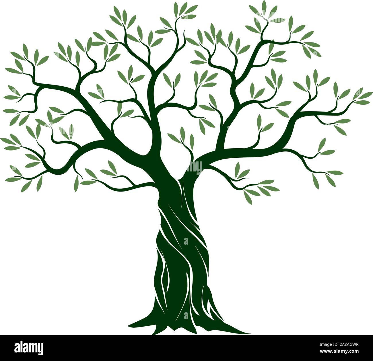 Verde Oliva isolato albero su sfondo bianco. Illustrazione Vettoriale e concetto. Impianto in giardino. Illustrazione Vettoriale