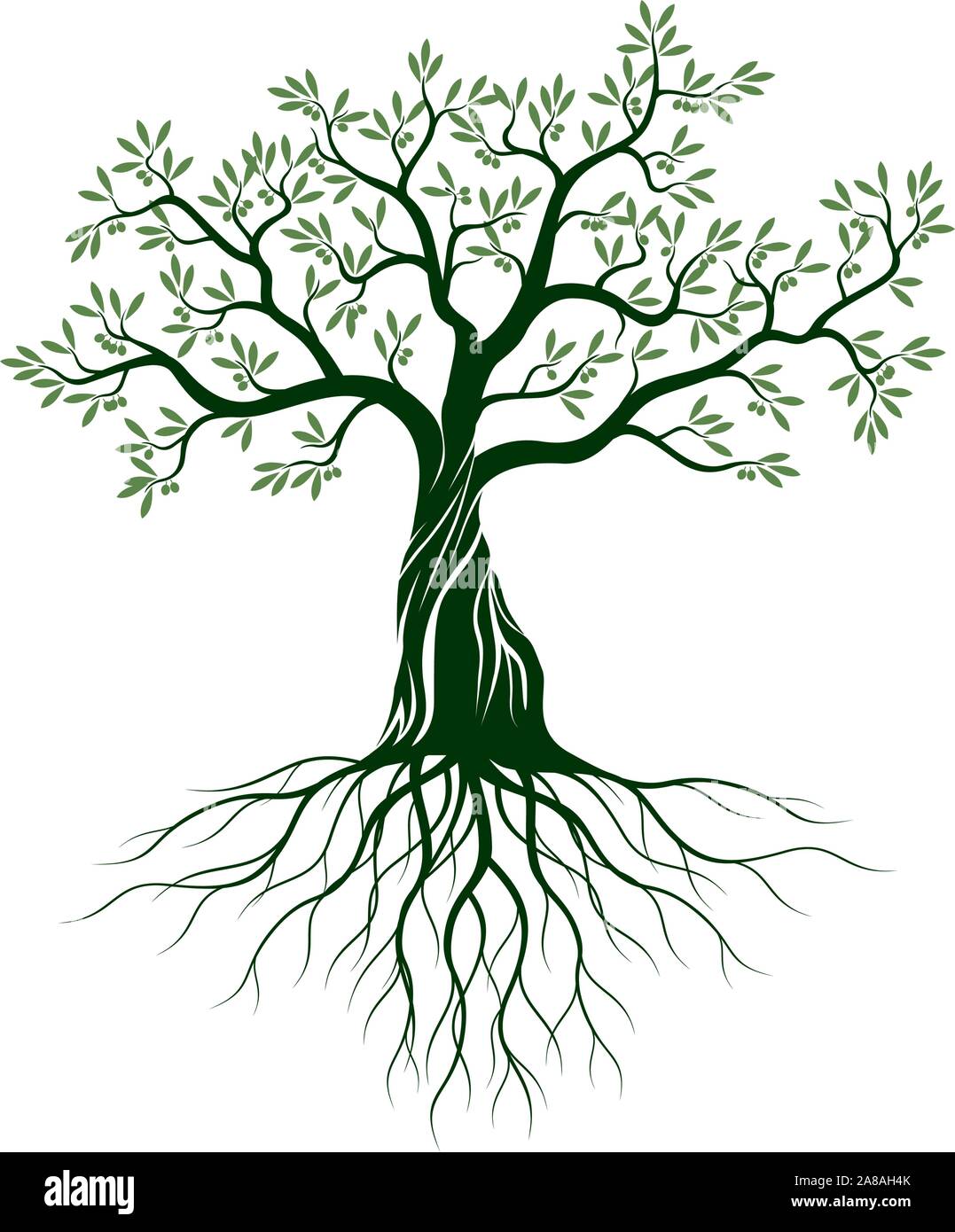 Verde Oliva isolato albero su sfondo bianco. Illustrazione Vettoriale e concetto. Impianto in giardino. Illustrazione Vettoriale