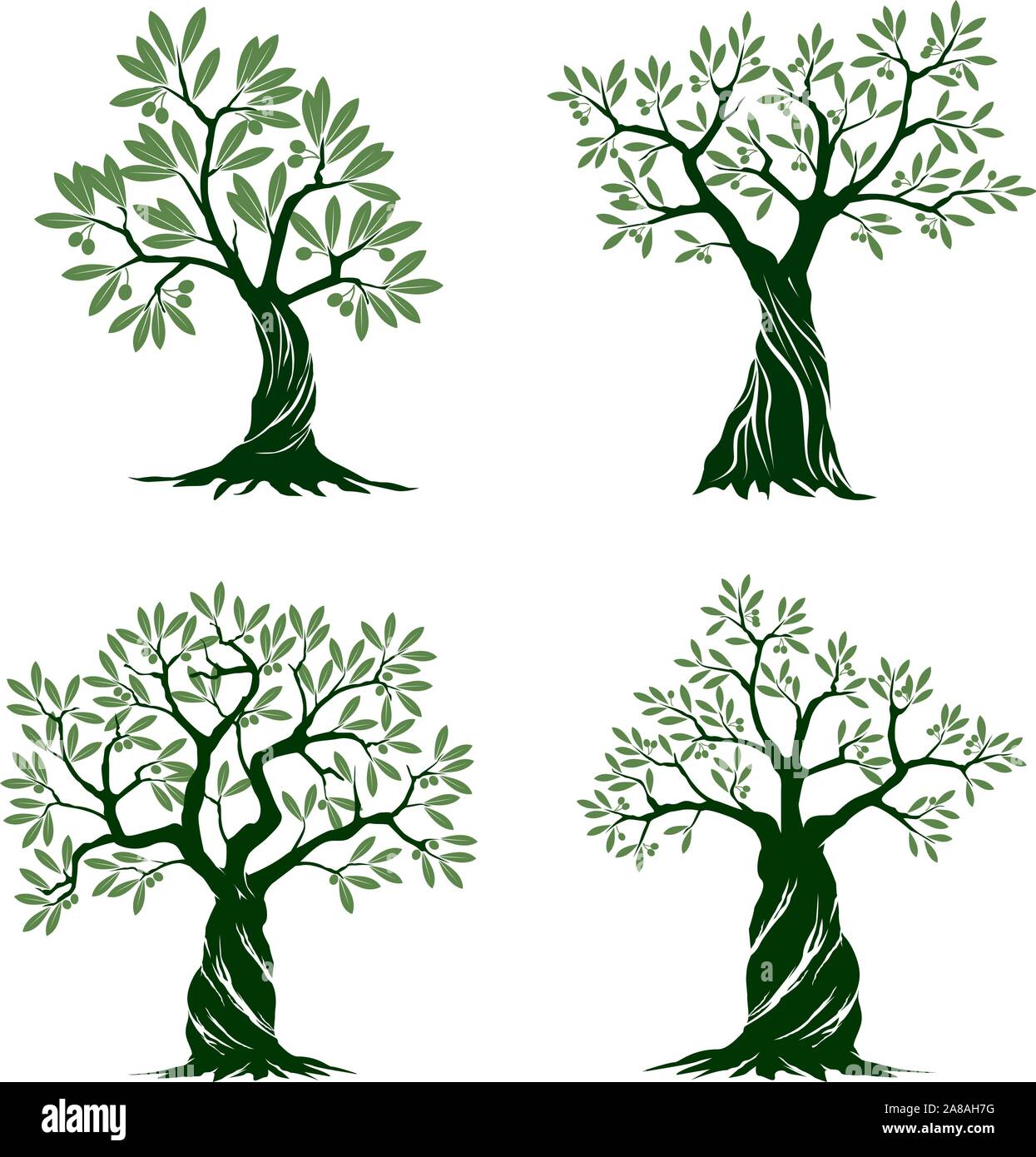 Set di isolati verdi olivi su sfondo bianco. Illustrazione Vettoriale e concetto pittogramma. Impianto in giardino. Illustrazione Vettoriale